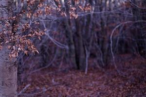 Autumn leaves in the woods photo