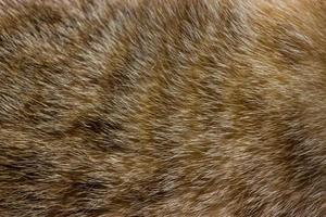 Close-up of fur