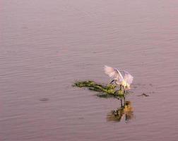 White bird on a lake photo