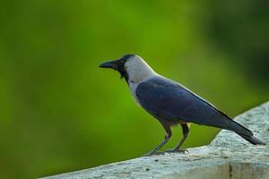 Close-up of a black and grey bird photo