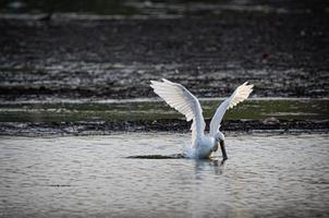 pájaro blanco que se zambulle en busca de un pez foto