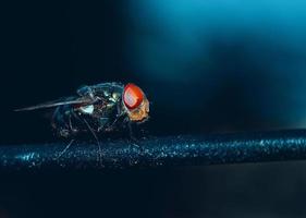 Close-up of a fly photo