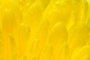 Yellow chrysanthemums flower photo