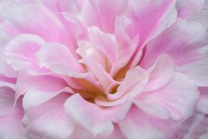 Portulaca oleracea flower macro photo