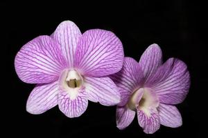 primer plano de la flor de la orquídea foto