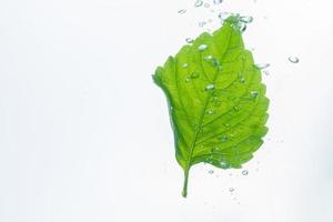 Green leaf and bubbles in the water photo