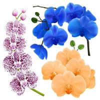 Realistic Orchid Flowers Colorful Collection vector