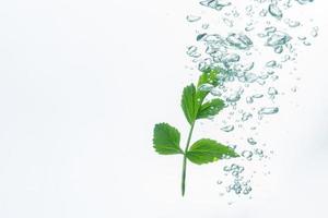 Green plant and bubbles in the water photo