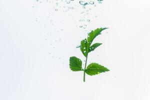 Green plant and bubbles in the water photo