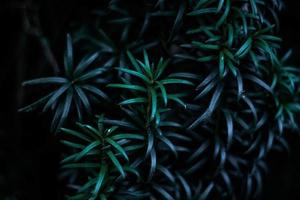 Close-up of green leaves in dark forest photo