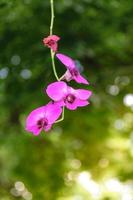 orquídea púrpura tailandesa foto