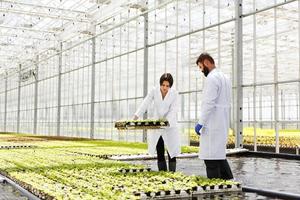 El hombre y la mujer en batas de laboratorio trabajan con plantas en un invernadero foto