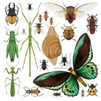 Conjunto de diferentes insectos sobre fondo blanco. vector