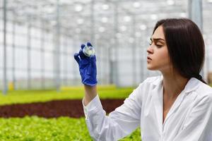 Female researcher looks at a greenery in Petri dish photo