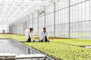 Man and woman in laboratory robes work with plants photo