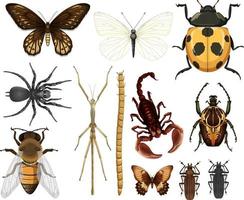 Different insects collection isolated on white background vector