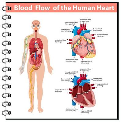 Blood Flow of the Human Heart information infographic