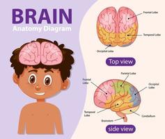 cartel de información del diagrama del cerebro humano vector