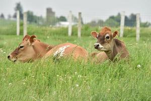 Dos vacas marrones en el campo de hierba verde durante el día foto