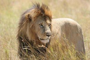 Wild male lion standing in a field photo