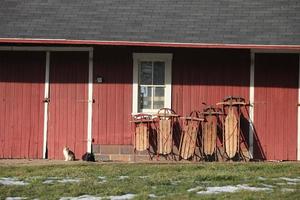 Five brown wooden snow sled on red wall with two cats photo