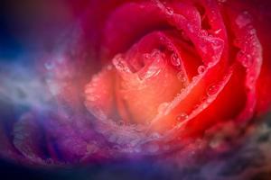 Fantasy rose with drop photo