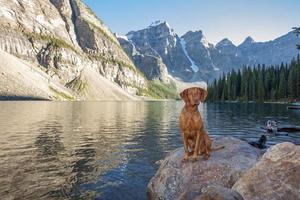 dog sitting on rock by glacier lake photo
