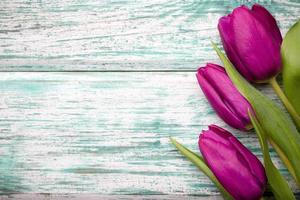 Tulipanes Imágenes, Fotos y Fondos de pantalla para Descargar Gratis Tulipanes Imágenes, Fotos y Fondos de pantalla para Descargar Gratis