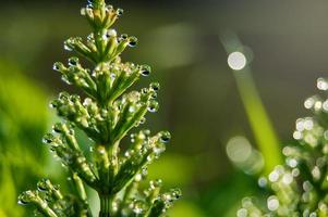 morning dew drops on horsetail photo