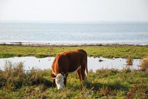 Grazing cow by the coast