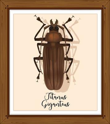 Titanus giganteus on wooden frame