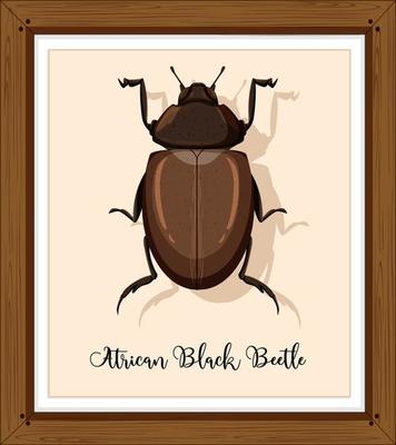 African black beetle in wooden frame