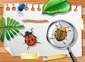 Ladybug with Colorado potato beetle and magnifying glass on table close up vector