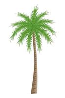 Cartoon palm tree vector