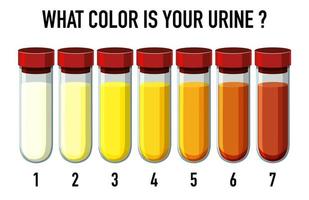 Illustration of urine color chart vector