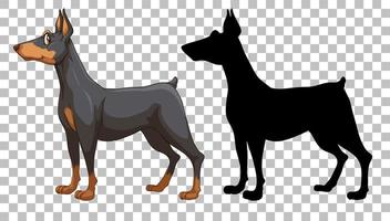 lindo doberman pinscher y su silueta sobre fondo transparente vector