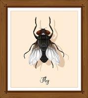 Fly on wooden frame vector