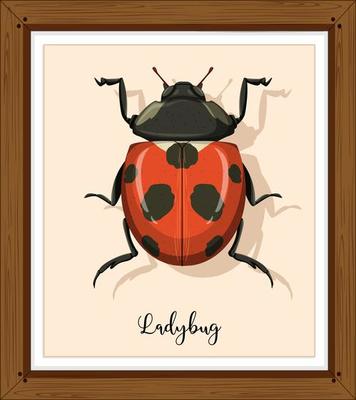 Ladybug or ladybird close up in wooden frame