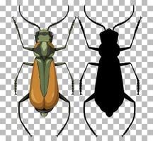 Malachius Aeneus on transparent background vector