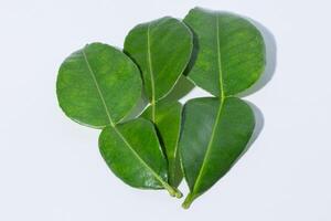 Citrus hystrix leaves on white background photo