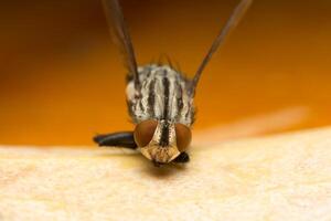 A fly with a long beak sitting on a piece of fruit photo