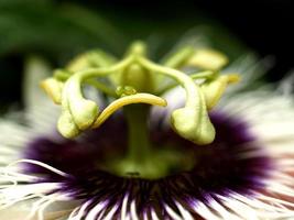 flor de maracuyá foto
