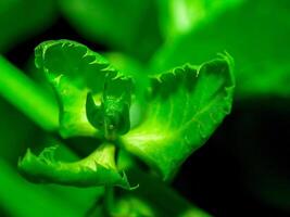 primer plano, de, un, planta tropical, en la naturaleza foto