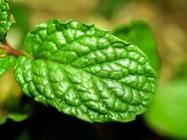 Close-up of a mint leaf photo