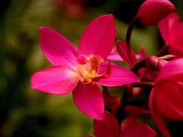 Vibrant pink orchid flower