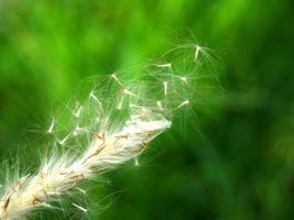 Dried wildflower in green forest photo