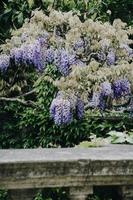 Purple wisteria flowers photo