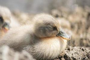 Close-up of a duckling photo