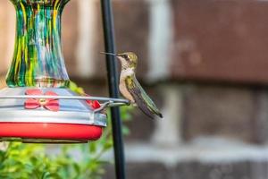 Hummingbird on a feeder