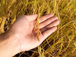 Mature harvest of golden rice photo